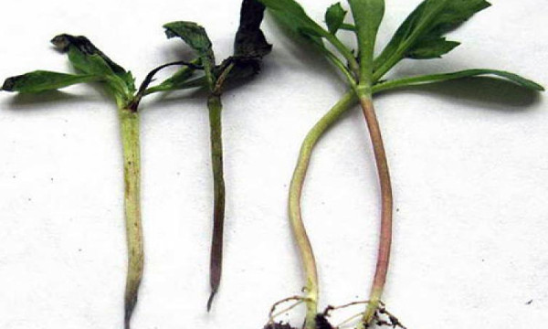 Черная ножка на растениях — возбудители, лечение, профилактика