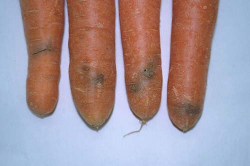 Методы борьбы с морковной мухой