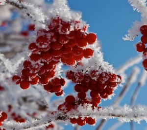 Рябина обыкновенная