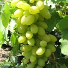 Мускатный виноград