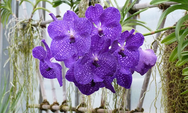 Орхидея Ванда в домашних условиях